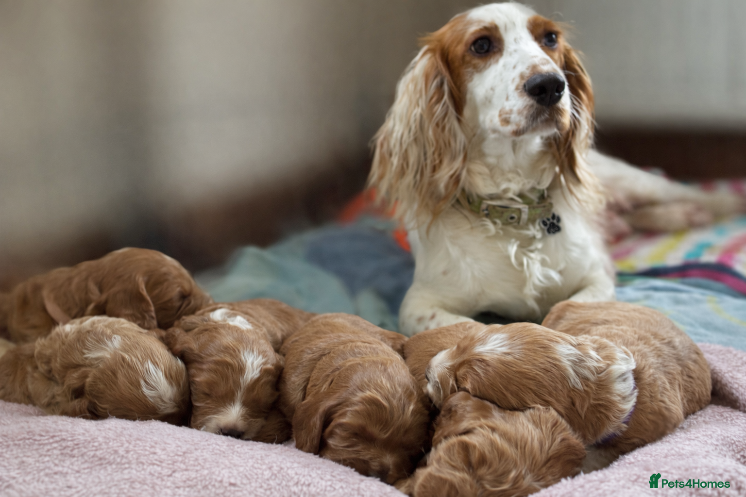 Cockapoo dogs 💜 F1 Cockapoo puppies 💜 - Advert 4