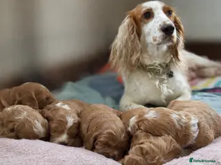 Cockapoo dogs 💜 F1 Cockapoo puppies 💜 - Advert 1