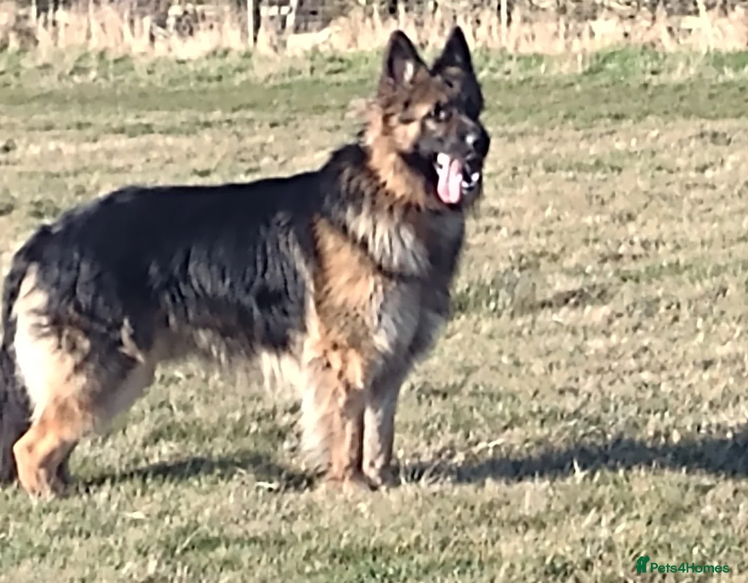 German Shepherd dogs for stud: Proven , Beautiful, health tested, long coat GSD  in Alnwick - Advert 5