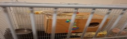 Cockatiels birds for sale: Pair of Healthy Cokateil for Sale - Advert 4