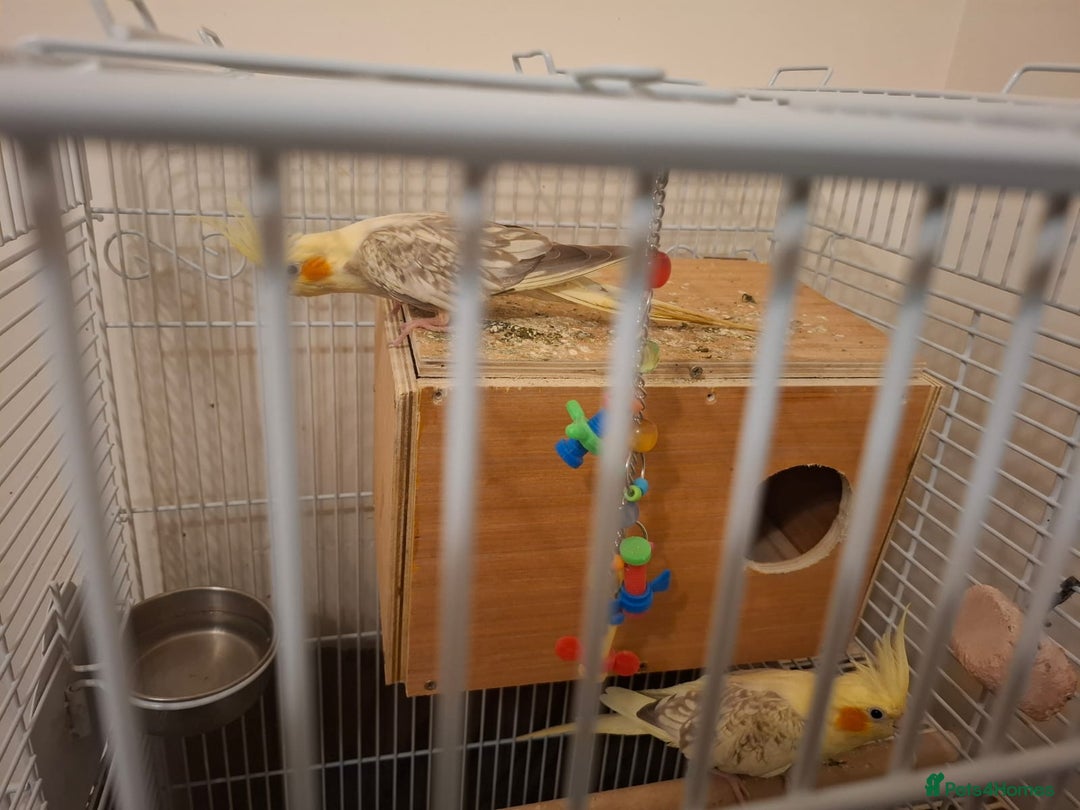 Cockatiels birds for sale: Pair of Healthy Cokateil for Sale - Advert 4