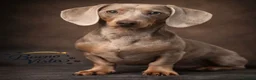 Miniature Dachshund dogs for stud: Isabella & Cream Dapple Miniature Dachshund Stud - Advert 3