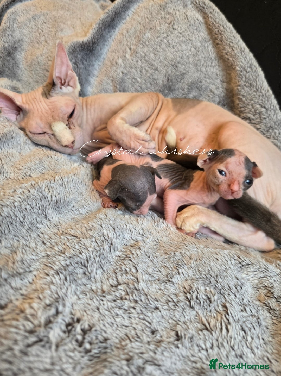Sphynx cats for sale: Blue Eyes sphynx kittens GCCF and TICA  - Image 15