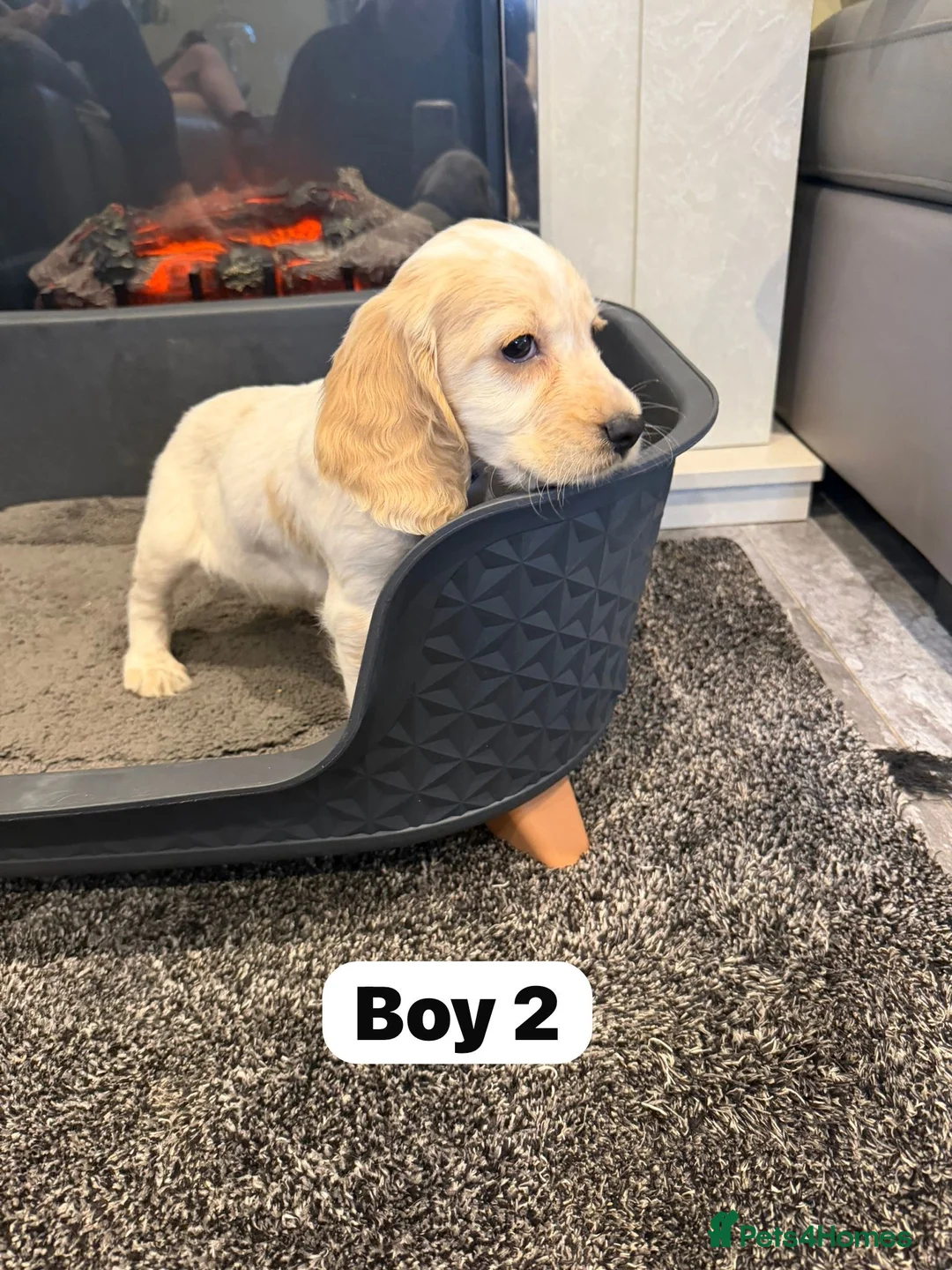 Cocker Spaniel dogs for sale: Beautiful adorable show type cocker spaniels - Advert 18