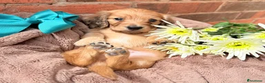 Miniature Dachshund Puppy 1