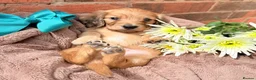 Miniature Dachshund dogs for sale: Long haired miniature dachshunds  - Advert 15