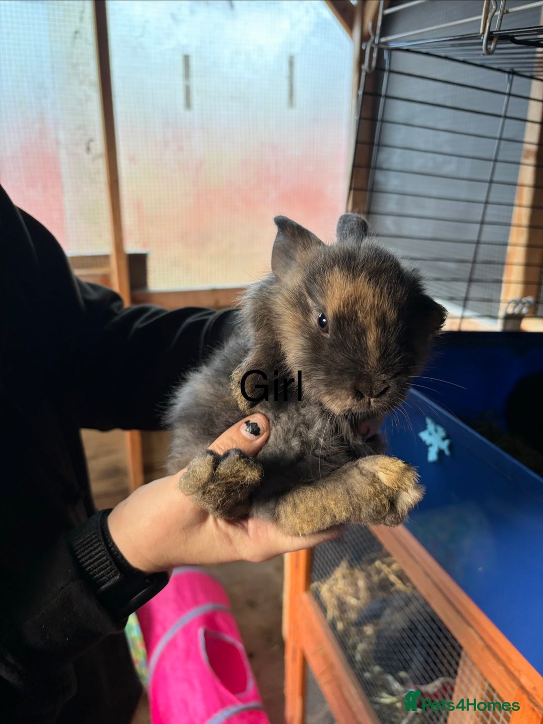 Mixed Breed rabbits for sale: 6 beautiful baby rabbit - Advert 13