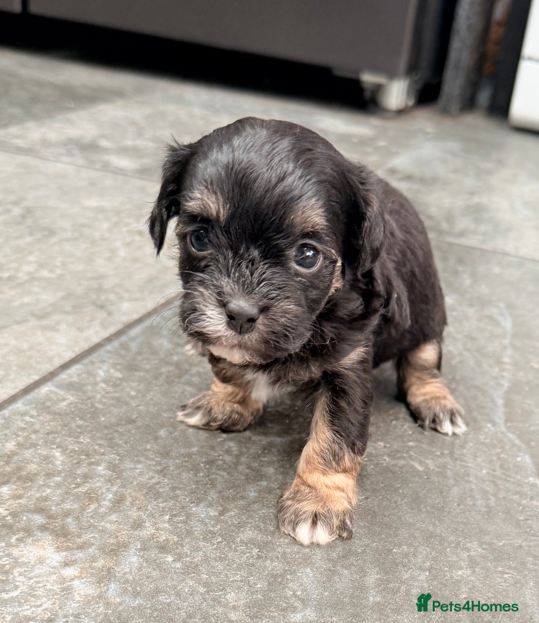 Shihpoo dogs for sale: Stunning Phantom Shihpoos! - Advert 4