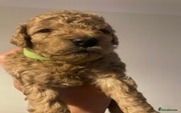 Cavapoo dogs for sale: Cavapoo puppy’s  - Image 10