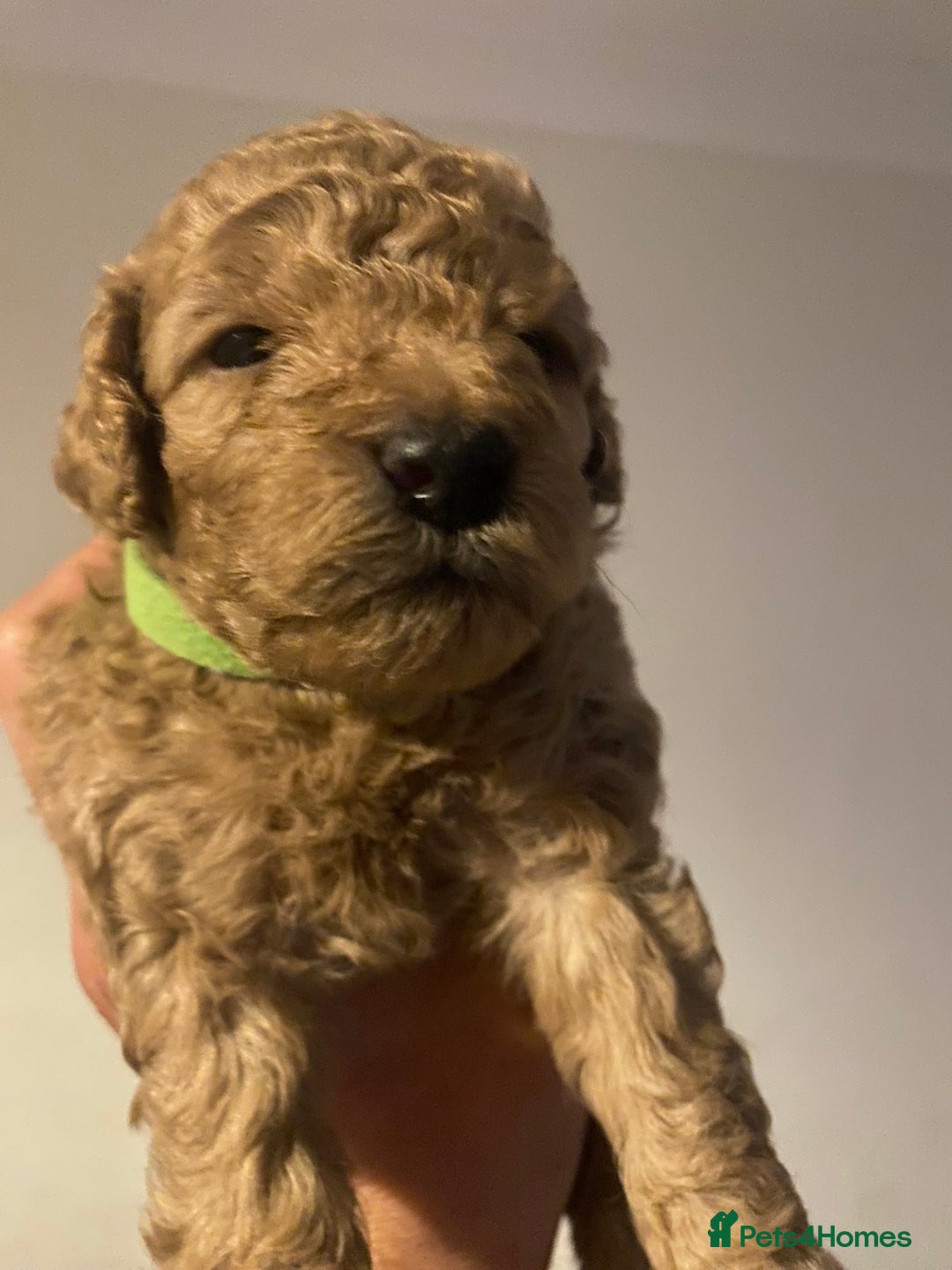 Cavapoo dogs for sale: Cavapoo puppy’s  - Image 10