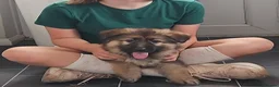German Shepherd dogs for sale:  Confident & happy GSD looking for her 4ever home - Advert 28