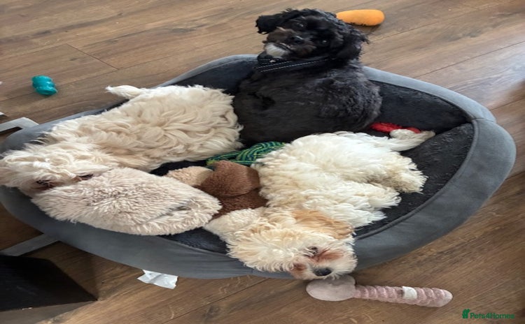 Shihpoo dogs in Burnham-on-Crouch - Advert 1