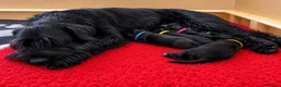 Giant Schnauzer dogs for sale: PrimaVista Giant Schnauzers in Wisbech - Advert 5