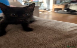 Domestic Shorthair cats for sale: Black male kittens ready now  - Image 8
