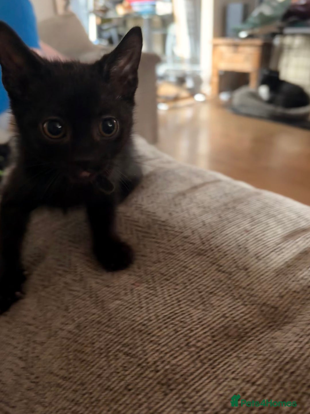 Domestic Shorthair cats for sale: Black male kittens ready now  - Image 8