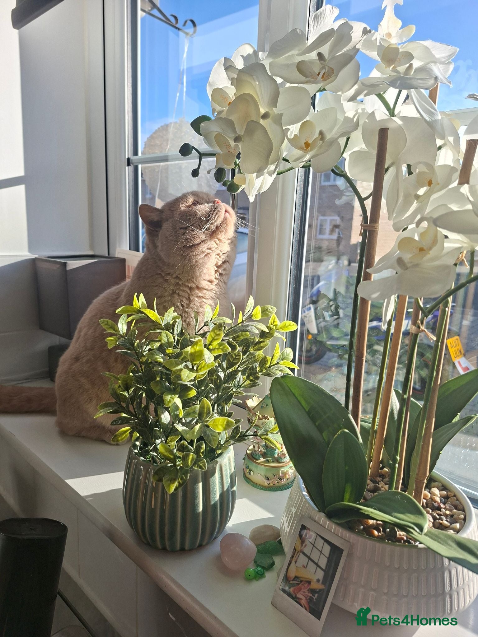 British Shorthair cats 🩷 Outstanding Quality Chunky GCCF Pedigree BSH 💙 - Advert 2