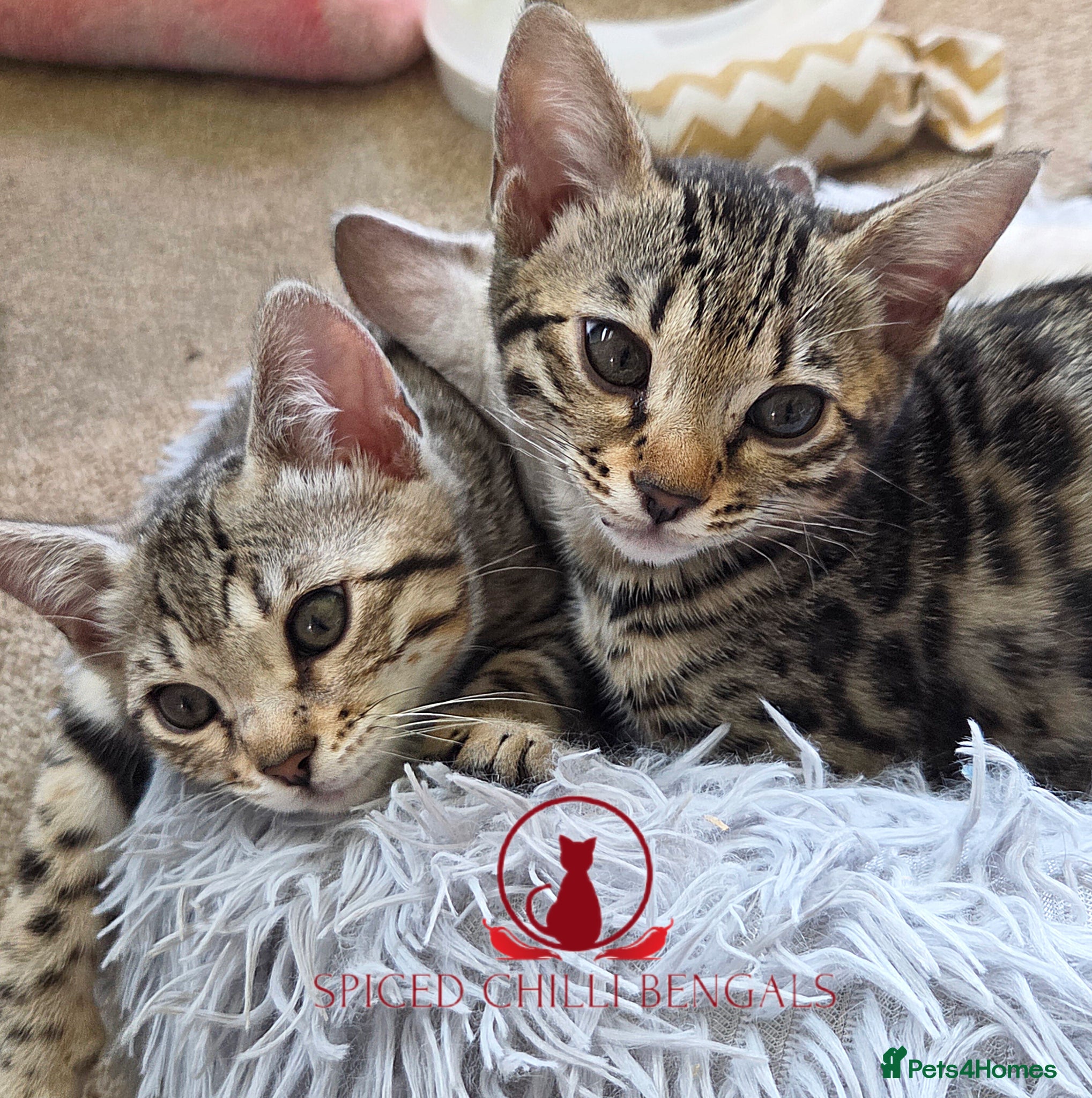 Bengal cats ✨️ CHAMPION TICA BENGAL KITTENS 🔥 - Advert 1