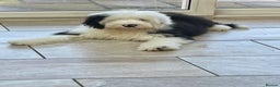 Old English Sheepdog dogs for sale: Old English sheep dogs kc  - Advert 14
