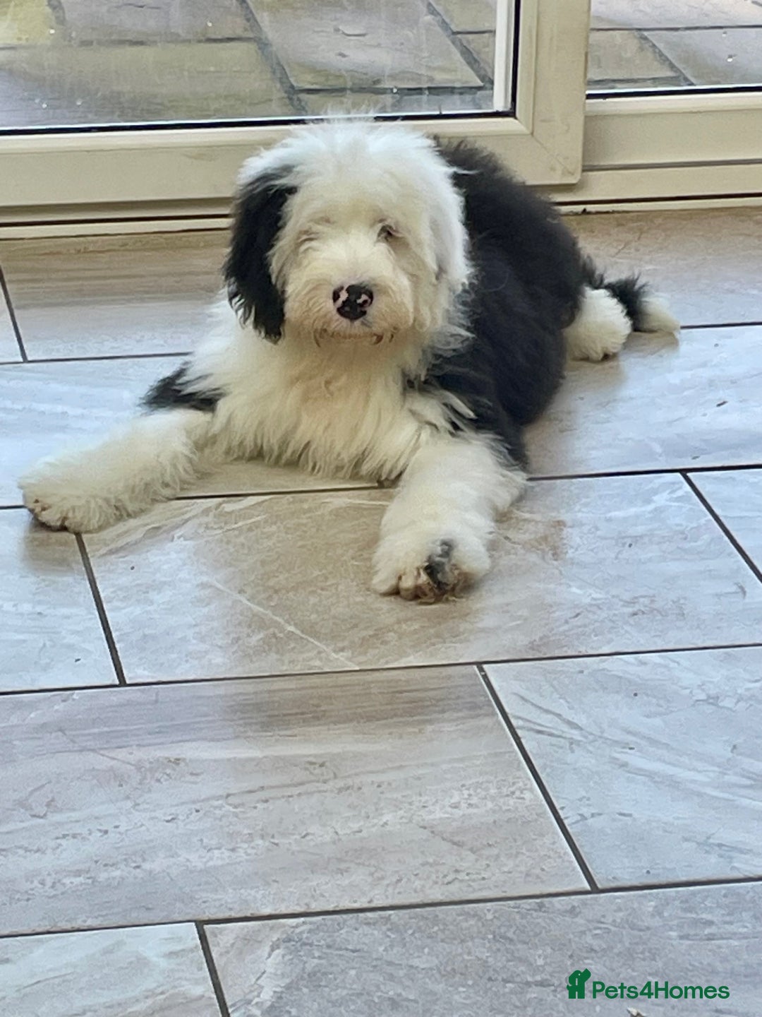 Old English Sheepdog dogs for sale: Old English sheep dogs kc  - Advert 14