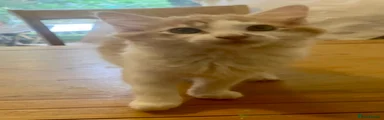 Norwegian Forest Cat 1 Male