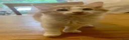 Norwegian Forest Cat cats for sale: Gorgeous Norwegian forest x kittens - Advert 8