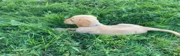 Labrador Retriever dogs for sale: 6 Labrador puppies  - Advert 14