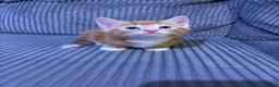 Mixed Breed cats for sale: Gorgeous Kittens😍 Ready To Leave Now! - Advert 6