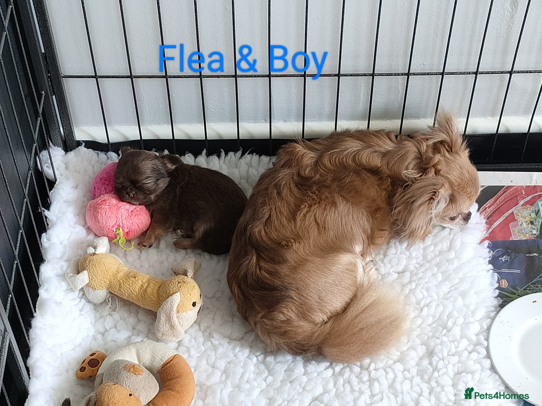 Chihuahua dogs for sale: Only one beautiful boy left,he's totally stunning  - Image 27