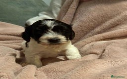 Mixed Breed dogs for sale: Cockshihpoos - Image 4