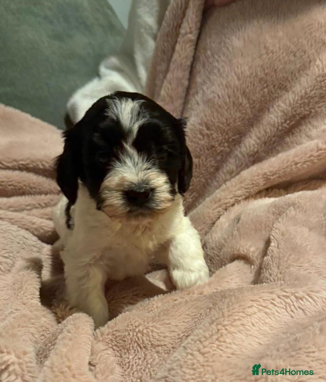 Mixed Breed dogs for sale: Cockshihpoos - Image 4