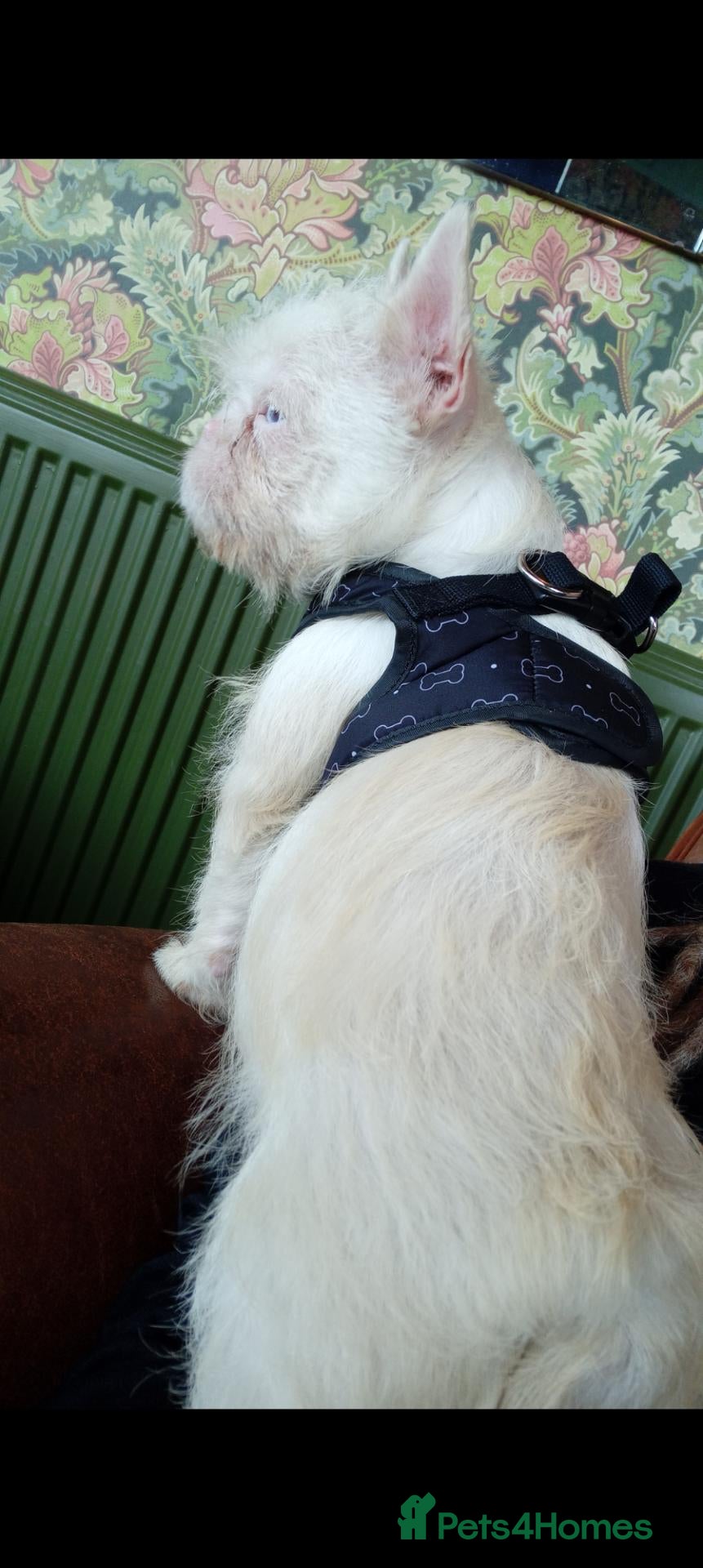 French Bulldog dogs for sale: Koi wirehair French bulldog  - Advert 12