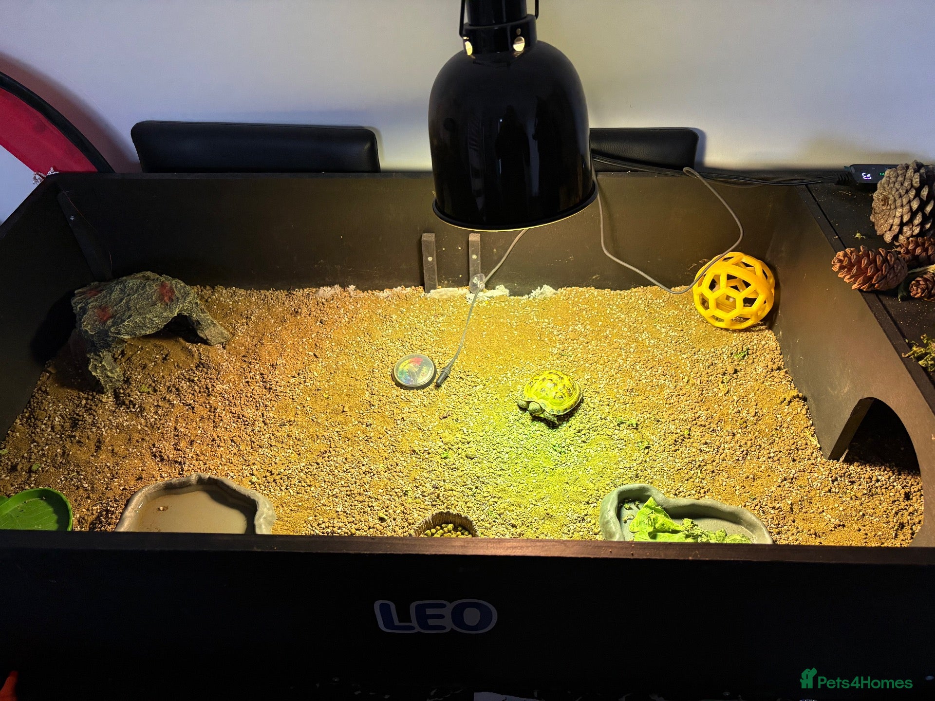 Tortoise reptiles for sale: Horsefield tortoise  - Advert 1