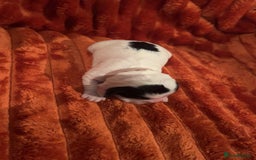 Cocker Spaniel dogs for sale: 4 Cocker spaniel puppy’s  - Advert 7