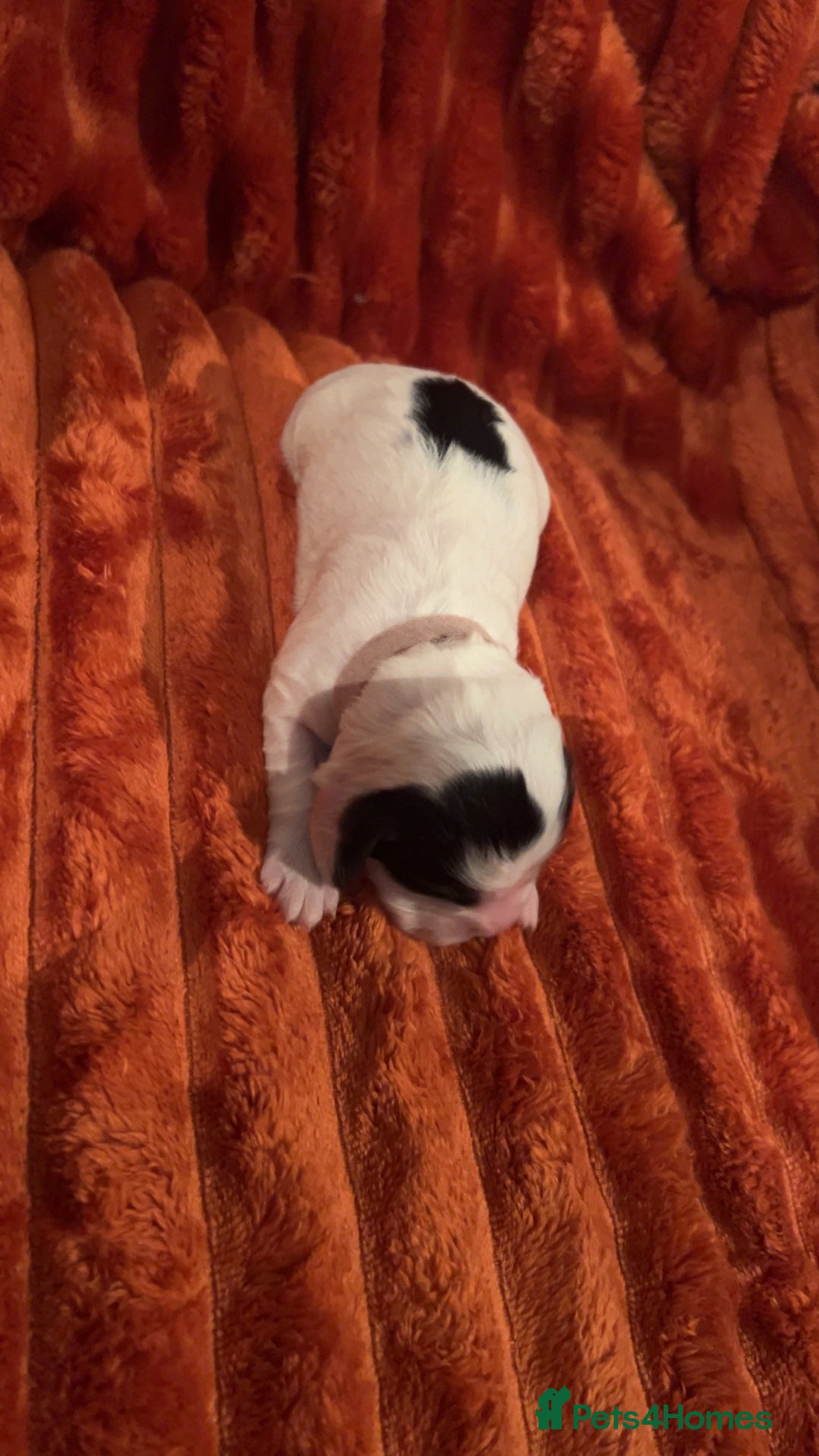 Cocker Spaniel dogs for sale: 4 Cocker spaniel puppy’s  - Advert 7