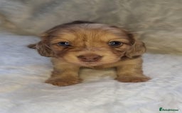 Dachshund dogs for stud: Kc Mini long haired dapple  in Leeds - Image 4
