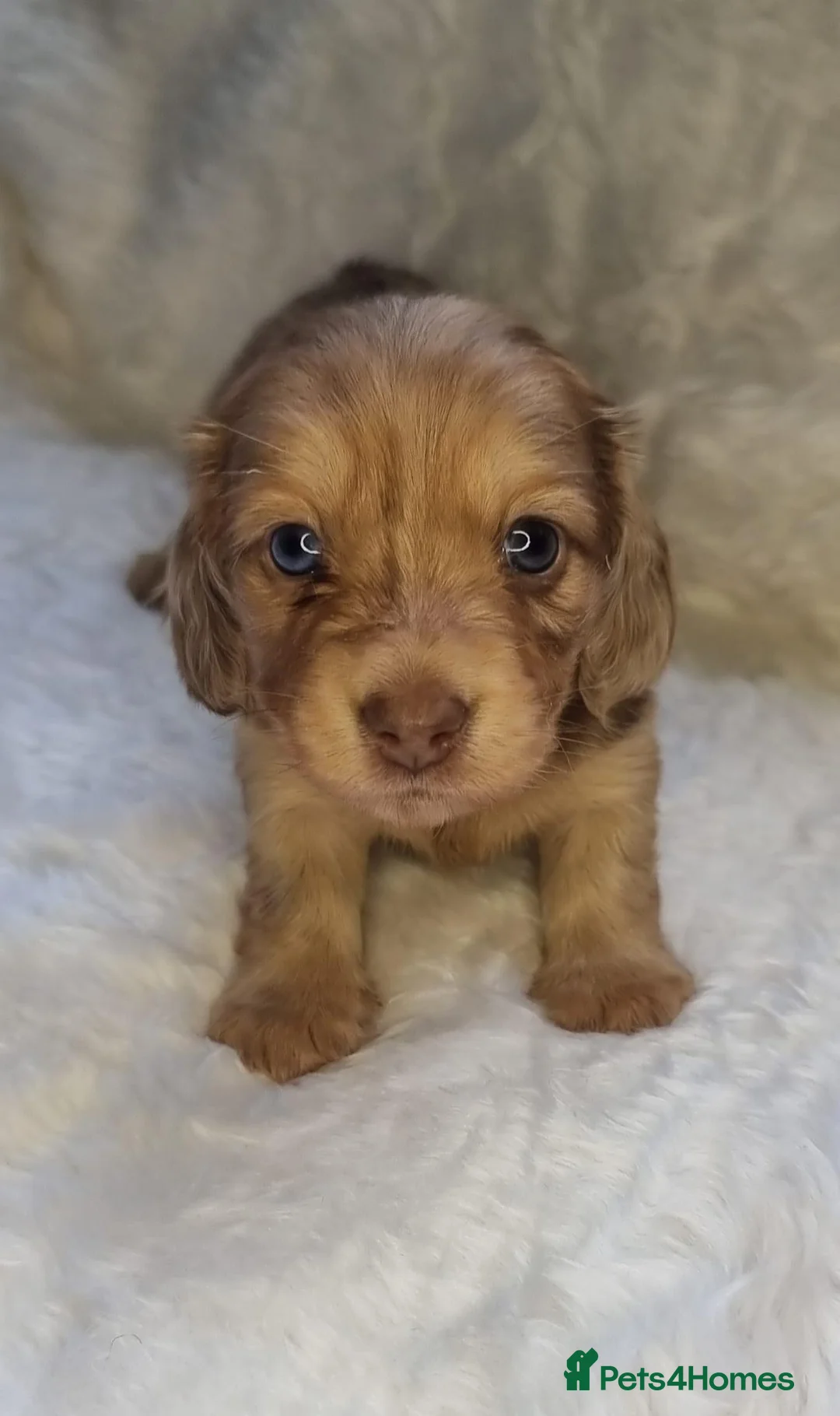 Dachshund dogs for stud: Kc Mini long haired dapple  in Leeds - Advert 4