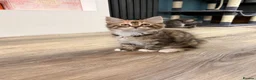 Mixed Breed cats for sale: Raccoon Kittens  - Advert 6