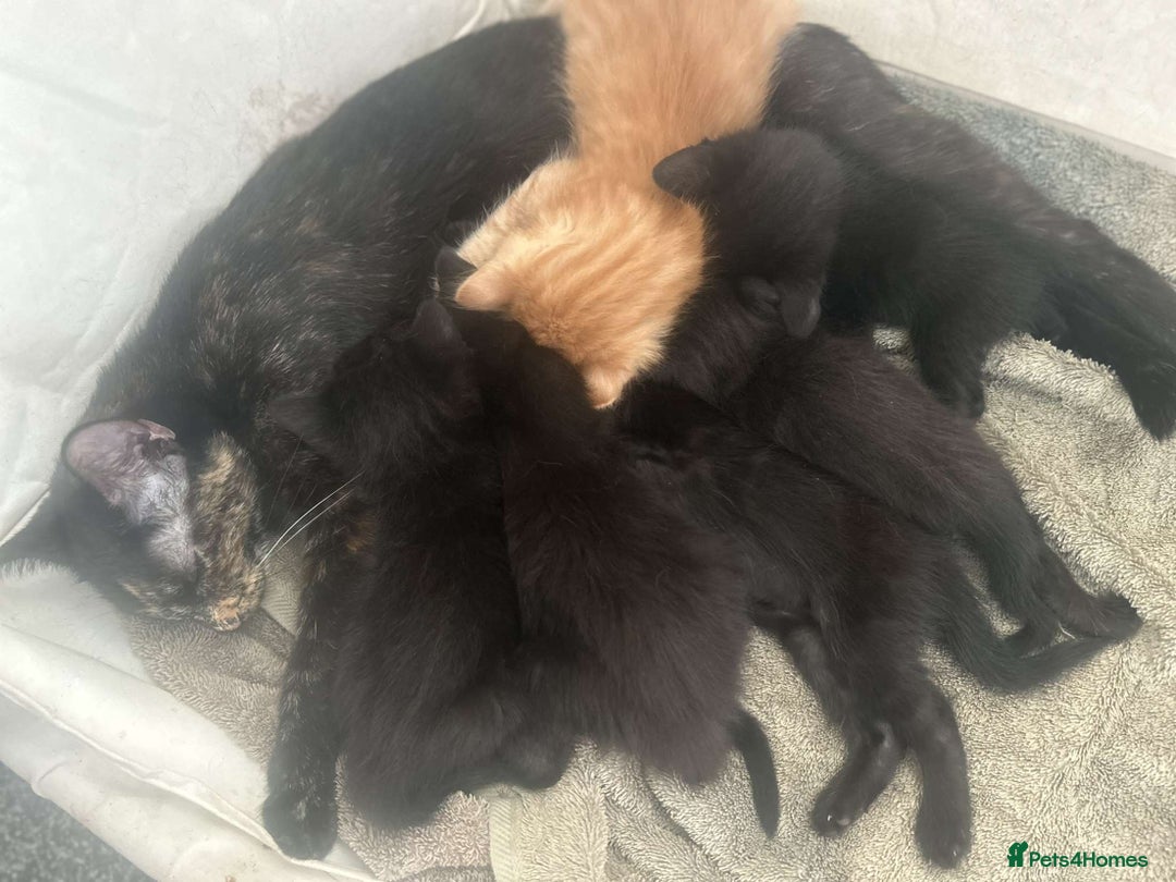 British Shorthair cats for sale: 6 beautiful kittens  - Image 1