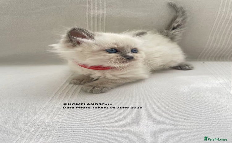 Ragdoll cats in Crook - Advert 13