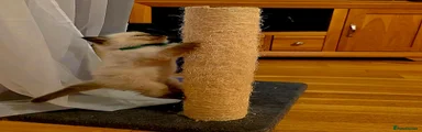 Ragdoll 1
