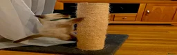 Ragdoll cats for sale: Two male Ragdoll kittens - Advert 9