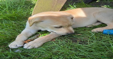 Labrador Retriever dogs - Advert 6