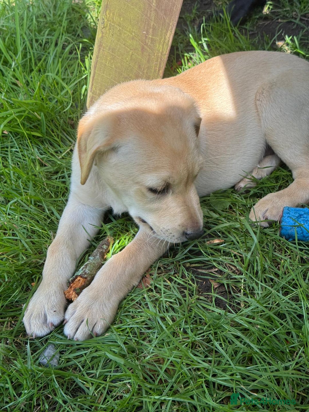 Labrador Retriever dogs for sale: Golden Lab Male pup - Image 2
