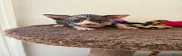 Sphynx cats for sale: Unusual Sphinx’s kittens  - Advert 5