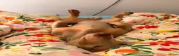 Miniature Dachshund dogs for stud: Miniature dachshund for stud - Isabella & Tan - Advert 12