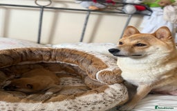 Japanese Shiba Inu dogs for sale: 🧡🦊 Beautiful K.C Shiba Inu Puppies Ready Soon - Image 17