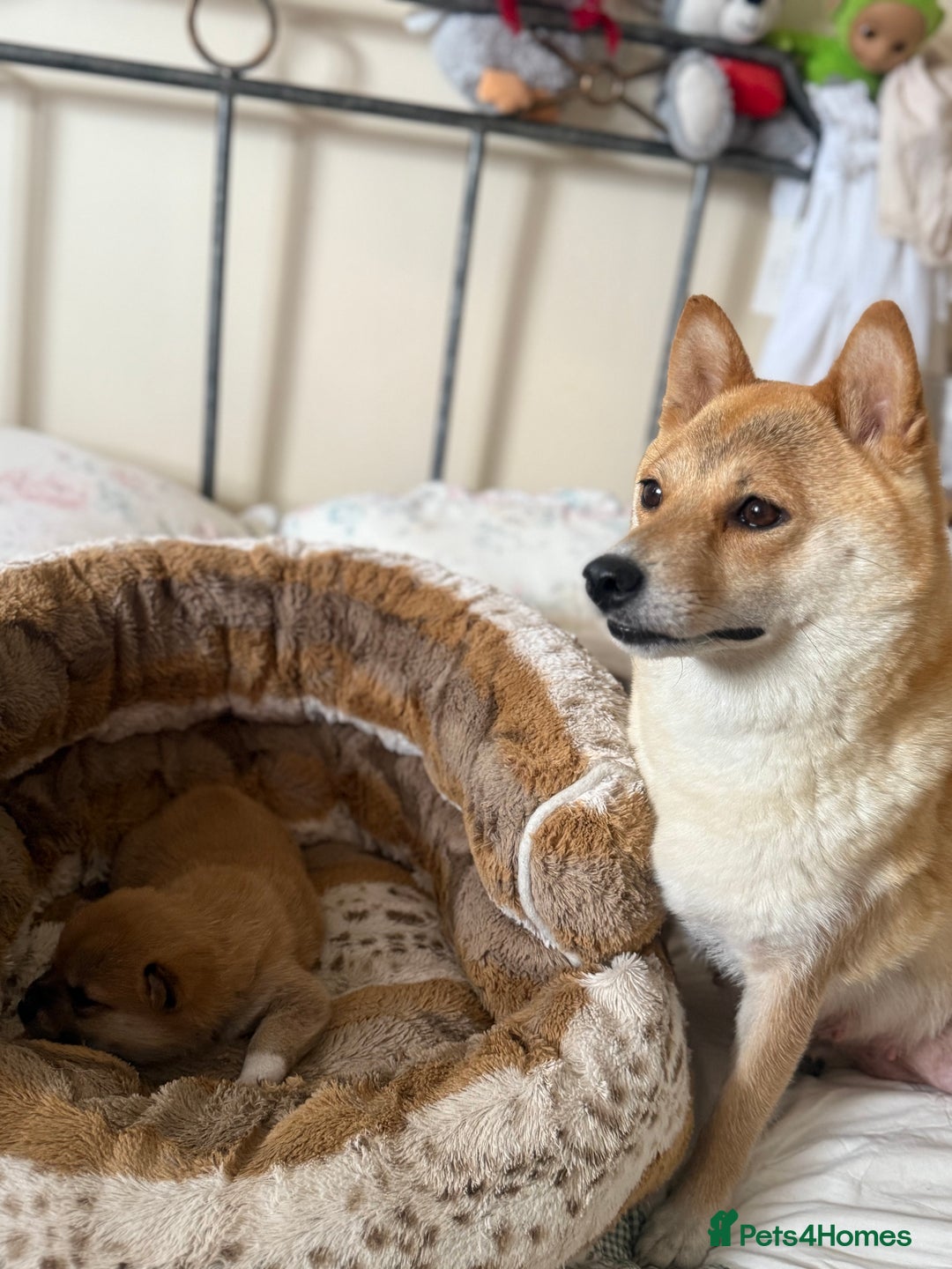 Japanese Shiba Inu dogs for sale: 🧡🦊 Beautiful K.C Shiba Inu Puppies Ready Soon - Image 17