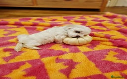 Maltese dogs for sale: Beautiful Maltese Puppies - Advert 8