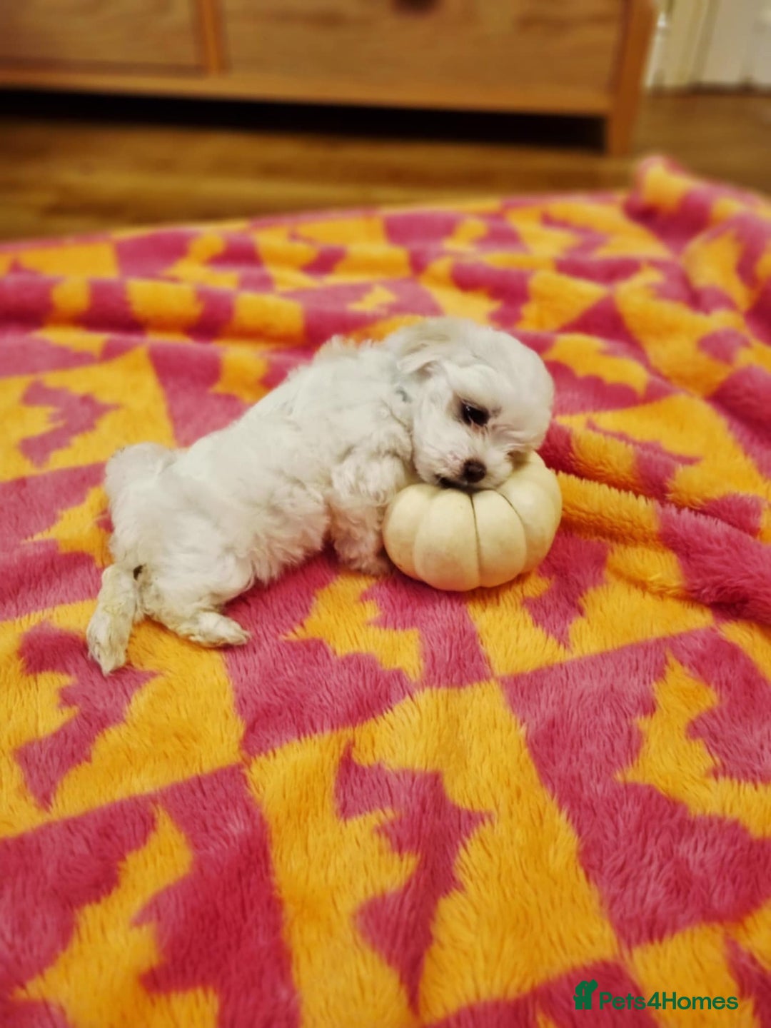 Maltese dogs for sale: Beautiful Maltese Puppies - Advert 8