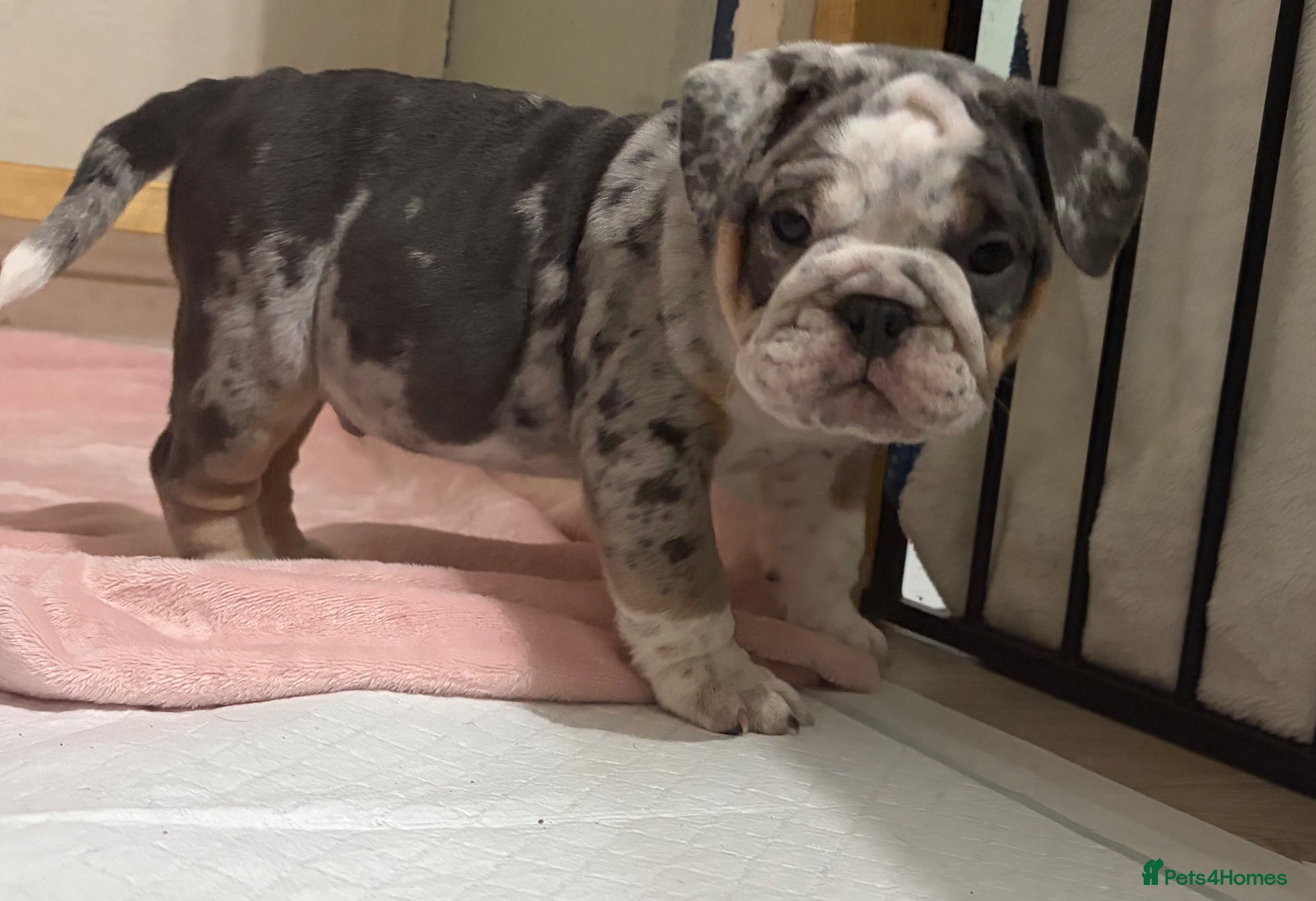 Mixed Breed dogs Olde English bulldog puppies  - Advert 1